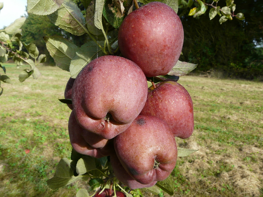 MILLANDA - Photo prise dans le verger de l'INRA en septembre